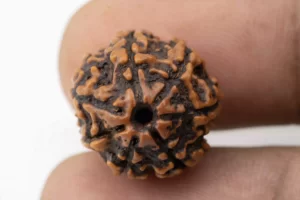 Premium 7 Mukhi Rudraksha (1.85 gms) from Nepal - Natural Treasure- Reference