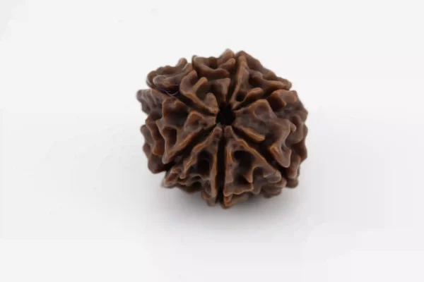 Premium 7 Mukhi Rudraksha (1.95 gms) from Nepal - Natural Treasure