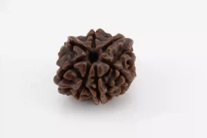 Premium 7 Mukhi Rudraksha (1.95 gms) from Nepal - Natural Treasure - Back