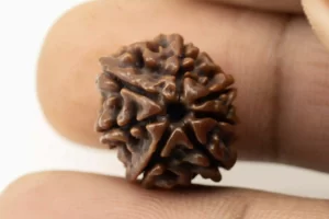 Premium 7 Mukhi Rudraksha (1.95 gms) from Nepal - Natural Treasure - Reference