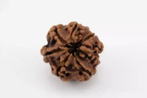 Premium 7 Mukhi Rudraksha (2.14 gms) from Nepal - Natural Treasure