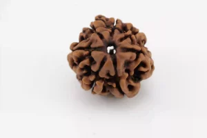 Premium 7 Mukhi Rudraksha (2.14 gms) from Nepal - Natural Treasure - Back