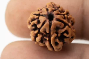 Premium 7 Mukhi Rudraksha (2.14 gms) from Nepal - Natural Treasure - Reference