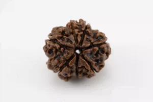 Premium 7 Mukhi Rudraksha (2.32 gms) from Nepal - Natural Treasure