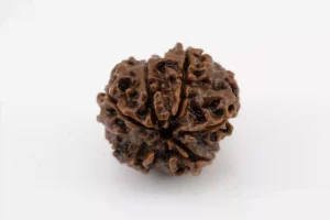 Premium 7 Mukhi Rudraksha (2.32 gms) from Nepal - Natural Treasure - Back