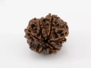 Premium 7 Mukhi Rudraksha (2.32 gms) from Nepal - Natural Treasure - Back