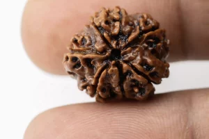 Premium 7 Mukhi Rudraksha (2.32 gms) from Nepal - Natural Treasure - Reference