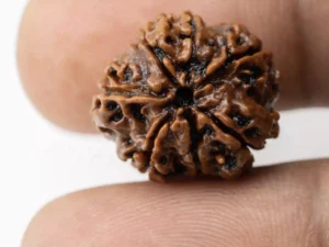 Premium 7 Mukhi Rudraksha (2.32 gms) from Nepal - Natural Treasure - Reference