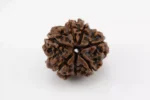 Premium 7 Mukhi Rudraksha Nepali 2.32 gms - Natural Treasure