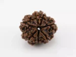 Premium 7 Mukhi Rudraksha Nepali 2.32 gms - Natural Treasure