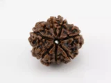 Premium 7 Mukhi Rudraksha Nepali 2.32 gms - Natural Treasure