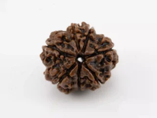 Premium 7 Mukhi Rudraksha Nepali 2.32 gms - Natural Treasure