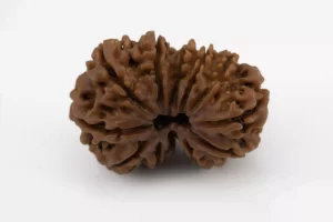 Premium Gouri Shankar Rudraksha (3.48 gms) from Nepal - Natural Treasure