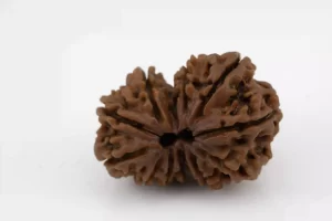 Premium Gouri Shankar Rudraksha (3.48 gms) from Nepal - Natural Treasure Back