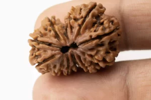 Premium Gouri Shankar Rudraksha (3.48 gms) from Nepal - Natural Treasure Reference