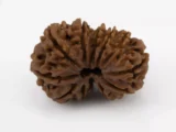 Premium Nepali Gouri Shankar Rudraksha 3.48 gms - Natural Treasure
