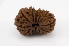 Premium Nepali Gouri Shankar Rudraksha 3.48 gms - Natural Treasure