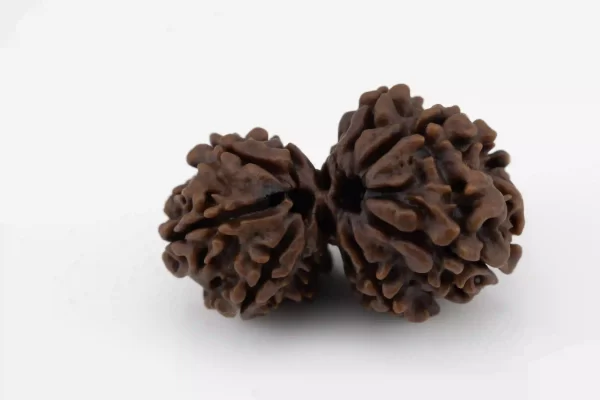 Premium Gouri Shankar Rudraksha (4.08 gms) from Nepal - Natural Treasure