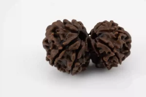 Premium Gouri Shankar Rudraksha (4.08 gms) from Nepal - Natural Treasure back