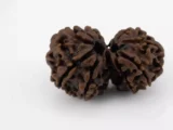 Premium Gouri Shankar Rudraksha (4.08 gms) from Nepal - Natural Treasure back