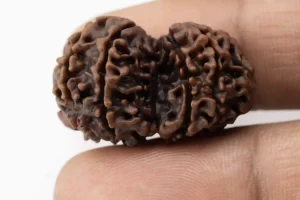 Premium Gouri Shankar Rudraksha (4.08 gms) from Nepal - Natural Treasure reference