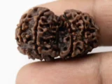 Premium Gouri Shankar Rudraksha (4.08 gms) from Nepal - Natural Treasure reference