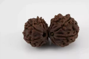 Premium Gouri Shankar Rudraksha (4.18 gms) from Nepal - Natural Treasure