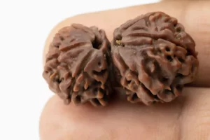 Premium Gouri Shankar Rudraksha (4.18 gms) from Nepal - Natural Treasure reference