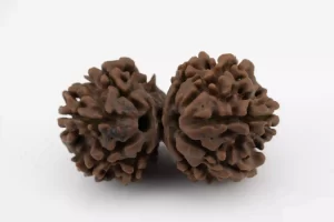 Gouri Shankar Rudraksha 4.34 gms Back scaled