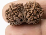 Gouri Shankar Rudraksha 4.34 gms Ref