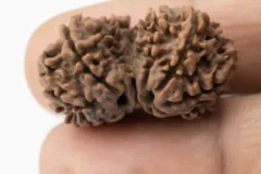 Gouri Shankar Rudraksha 4.34 gms Ref