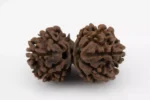 Premium Nepali Gauri Shankar Rudraksha 4.34 gms - Natural Treasure