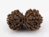 Gauri Shankar Rudraksha - Premium Natural Bead for Wellness and Meditation