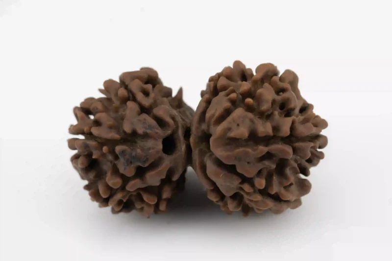 Gauri Shankar Rudraksha - Premium Natural Bead for Wellness and Meditation