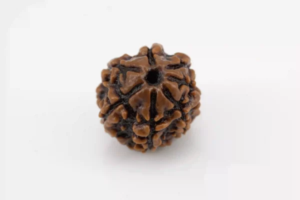 Premium 7 Mukhi Rudraksha (1.73 gms) from Nepal - Natural Treasure