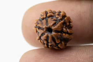 Premium 7 Mukhi Rudraksha (1.73 gms) from Nepal - Natural Treasure Reference