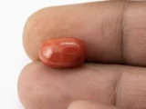 Red Coral (Moonga) 5.57 Carat / 6.12 Ratti - Size Reference