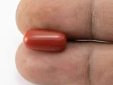 Red Coral (Moonga) 5.77 Carat / 6.34 Ratti - Size Reference