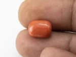 Red Coral (Moonga) 5.90 Carat / 6.48 Ratti - Size Reference
