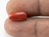 Red Coral (Moonga) 6.17 Carat / 6.78 Ratti - Size Reference