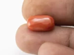 Red Coral (Moonga) 6.37 Carat / 7.00 Ratti - Size Reference