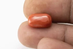 Red Coral (Moonga) 6.37 Carat / 7.00 Ratti - Size Reference