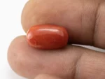 Red Coral (Moonga) 6.50 Carat / 7.14 Ratti - Size Reference