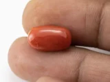Red Coral (Moonga) 6.50 Carat / 7.14 Ratti - Size Reference