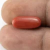 Original Red Coral Stone - 7.31 Ratti Moonga Stone showcasing vibrant red color and capsule-oval mix cut