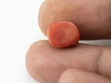 Red Coral (Moonga) 6.74 Carat / 7.41 Ratti - Size Reference