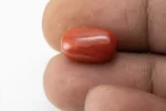 Red Coral (Moonga) 7.10 Carat / 7.80 Ratti - Size Reference