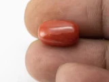 Red Coral (Moonga) 7.10 Carat / 7.80 Ratti - Size Reference