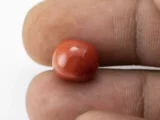 Red Coral (Moonga) 7.25 Carat / 7.97 Ratti - Size Reference