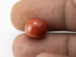 Red Coral (Moonga) 7.25 Carat / 7.97 Ratti - Size Reference